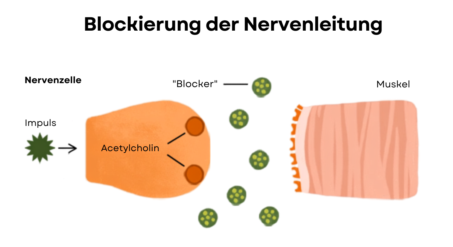 Wirkmechanismus von Peptiden in Kosmetika